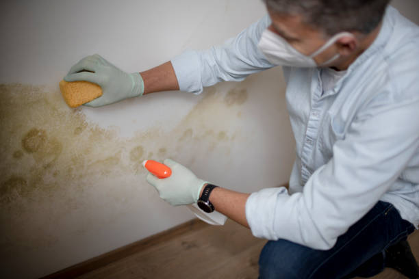 Trusted Pinehurst, NC Mold Removal Experts